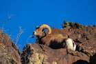 USA, New Mexico, Rio Grande del Norte National Monument. Bighorn sheep ram eating. Art Print